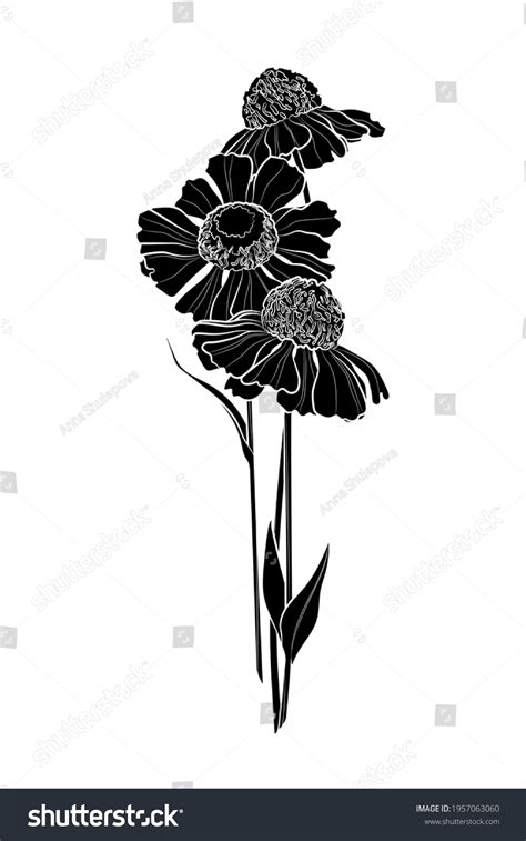 Black Silhouette Wildflowers Helenium On White Stock Vector Royalty