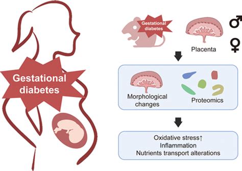 Sex Specific Alterations In Placental Proteomics Induced By Intrauterine Hyperglycemia Journal