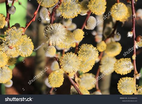 Beautiful Pussy Willow Sunny March Stock Photo Shutterstock