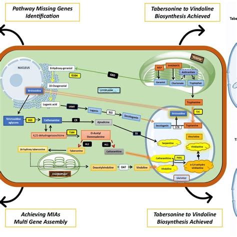 Schematic Representation Of Monoterpenoid Indole Alkaloid Mia Pathway Download Scientific