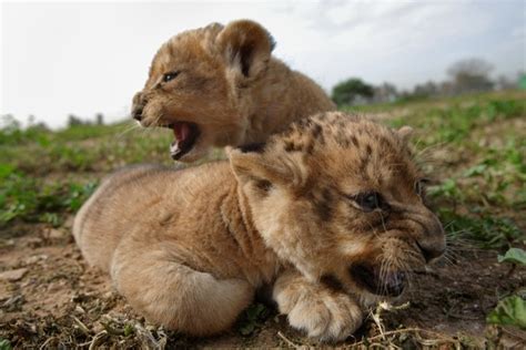 Cute Animal Pets: Cute Lions Pets