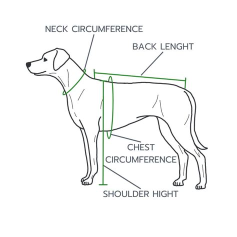 Size chart for different dog breeds - take a look | TARIGS