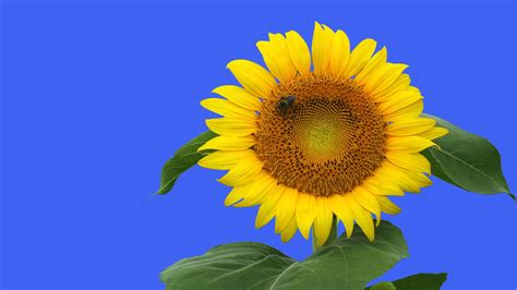 Цветочек подсолнуха - обои для рабочего стола, картинки, фото