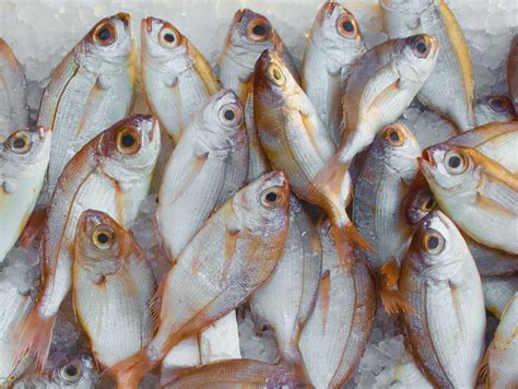 Pile of Fish · Free Stock Photo