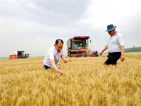 Machines Set To Work Harvesting Wheat In Shandong Chinadaily Cn