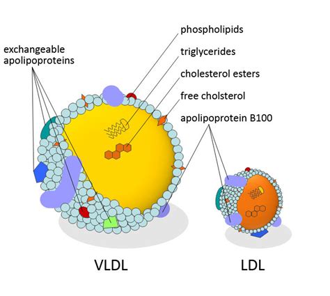 Lipoprotein Composition Schematic Figure Of The Lipid And