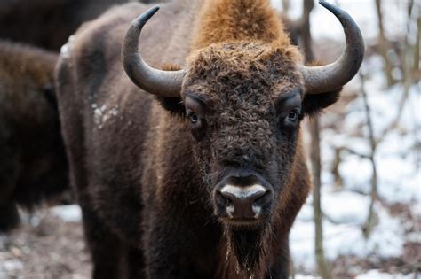 Зубры - красивые картинки (93+ фото) • Топ Картинки | Klike.net