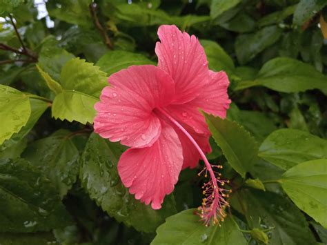 Infinix Hot Review Affordable Smartphone With Hot Specs Techniblogic