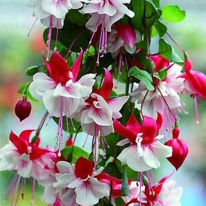 Arvore Brinco De Princesa - BRINCOS-DE-PRINCESA - SAIBA COMO CULTIVAR ESSA LINDA FLOR