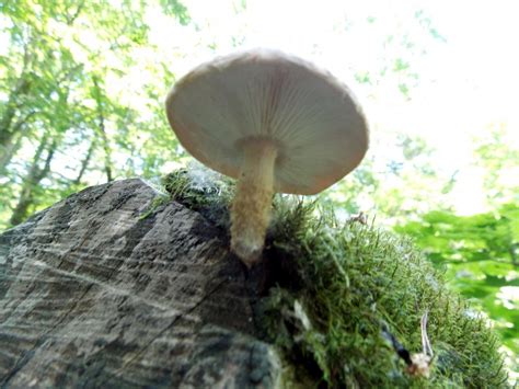 Шиитаке (Lentinula edodes) фото и описание