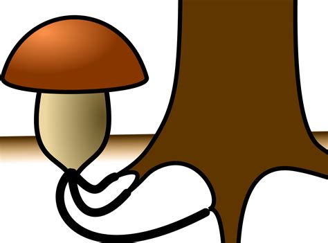 ملف:Mycorrhizal fungus.svg - المعرفة