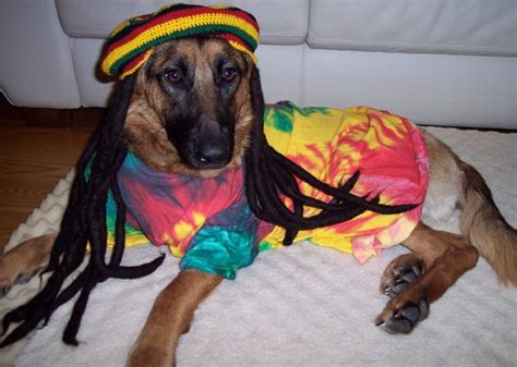 21 Best German Shepherd Halloween Costumes