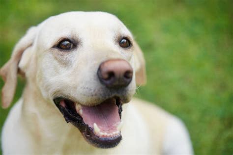 smiling yellow lab stock  pictures royalty  images