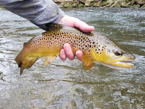 Sick Days Fishing: April 14 and April 20, 2024 – A Couple of April