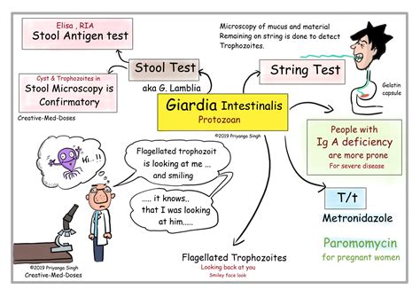 Human Giardiasis Giardia In Human Stool Pictures | Decoration Examples