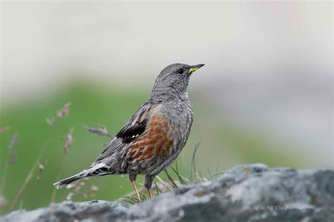 Alpenbraunelle Naturfotografie G M Dahmen Bilder Fotos