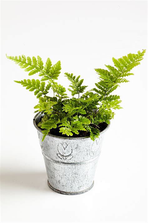 Small Leaved Shrubs