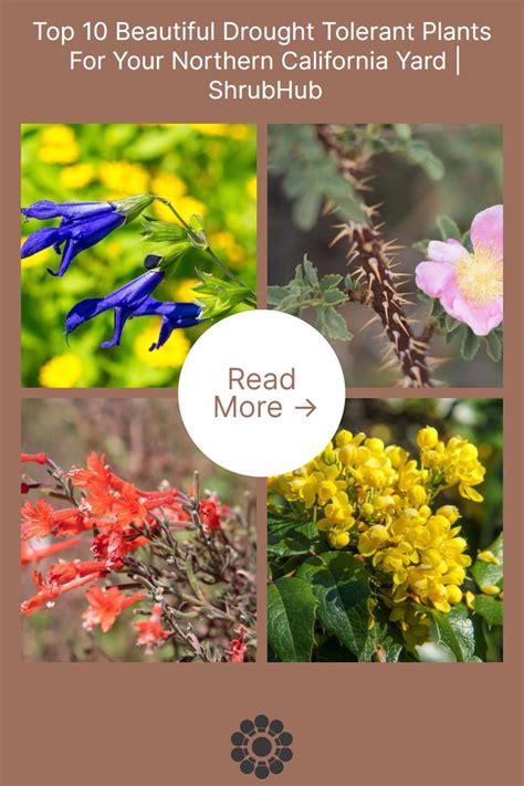 Top 10 Beautiful Drought Tolerant Plants For Your Northern California Yard In 2023 Drought