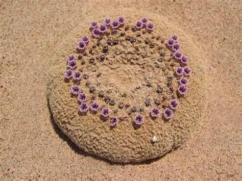 National Collection Spotlight: Sand Food - Center for Plant Conservation