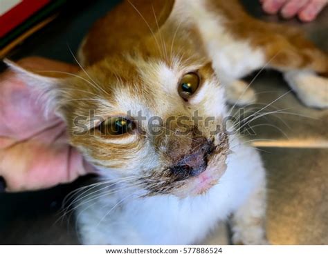 Cat Clinical Sign Feline Panleukopenia Virus Stock Photo Edit Now