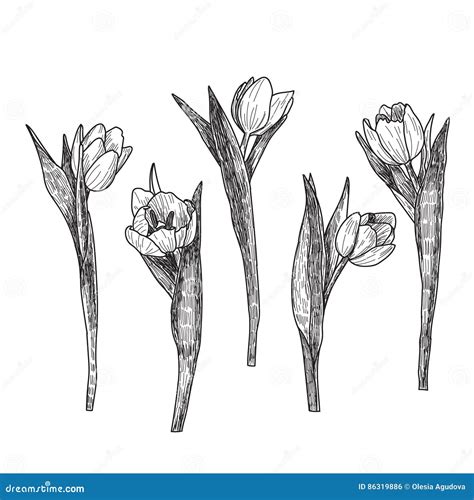 Tulipanes Decorativos Dibujados Mano Aislados En Blanco Ilustraci N