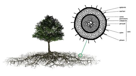 Diagram Mulberry Tree Root System Tree Drawing System Forest