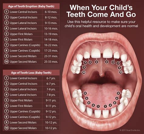 About Teeth | South Bay Pediatric Dentistry | Torrance CA