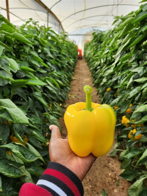capsicum farming  kenya