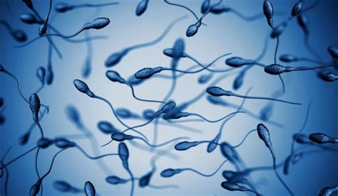 How Many Days Does Sperm Live In The Female Body