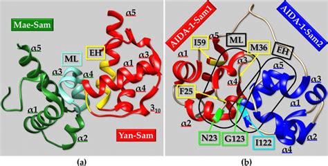 ray structure   yan sam ar mutant redmae sam green