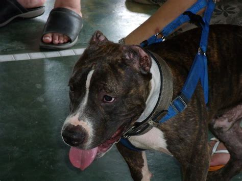 american bully  malaysia   wordpresscom weblog
