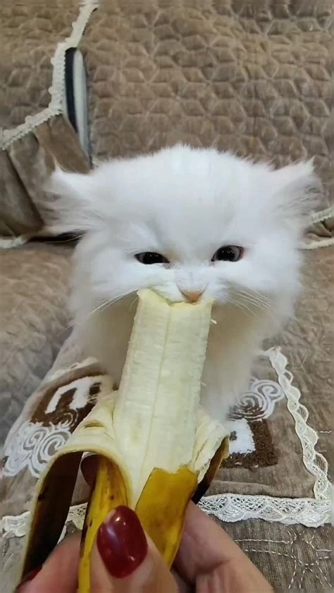 Can Cats Eat Bananas Safety Tips For Feeding Bananas To Your Feline Friend