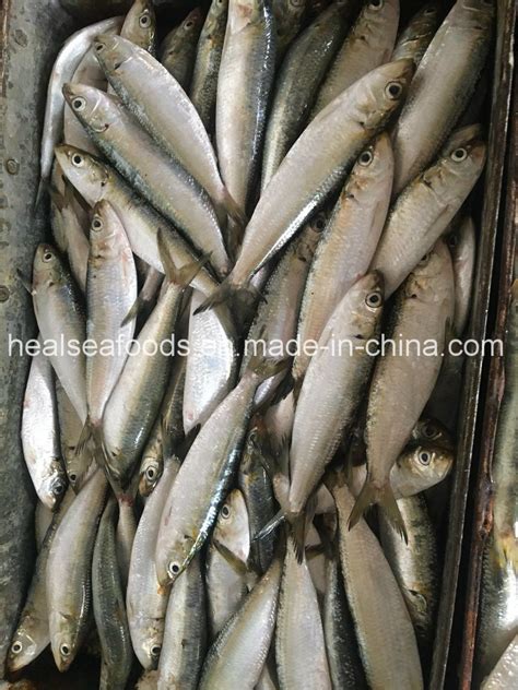 Bqf Frozen Whole Round Sardine Sardinella Aurita For Bait China Price