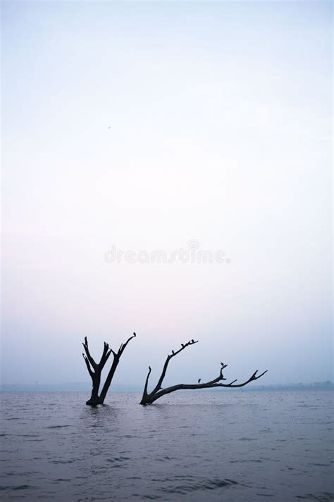 Scenic Shot Of Birds Perched On A Naked Tree In The Middle Of Kabini River In Karnataka India