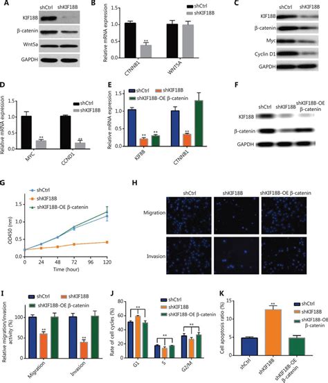 Kif B Promotes Tumor Progression In Osteosarcoma By Activating