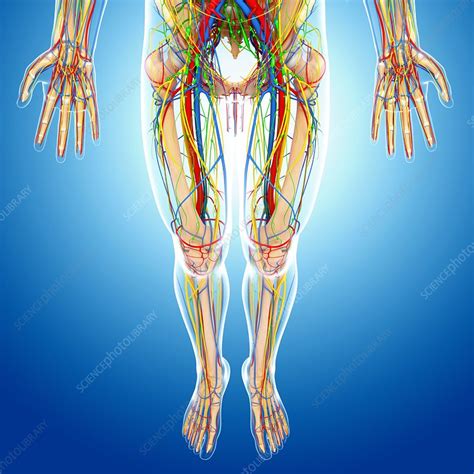 body anatomy artwork stock image  science photo