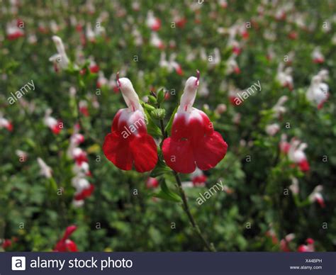 Salvia Hot Lips White Flower High Resolution Stock Photography And Images Alamy