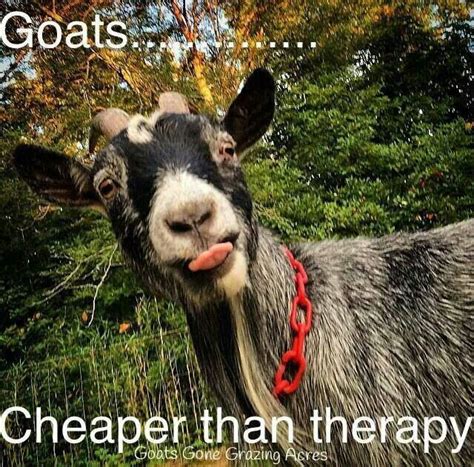 53 best images about Goat Quotes on Pinterest | Baby goats, Big thing ...
