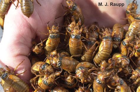 Hail Brood II: Magicicada spp. — Bug of the Week