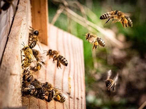 The Buzz About Bees Exploring The Fascinating Diversity Of Bee Species