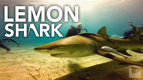 Lemon Shark Facts – Habitat, Social Behavior & Human Interaction