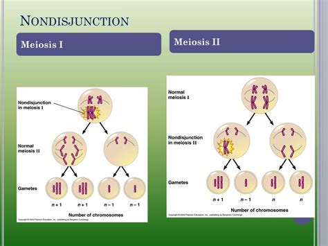 Ppt Gametogenesis Powerpoint Presentation Free Download Id2963571