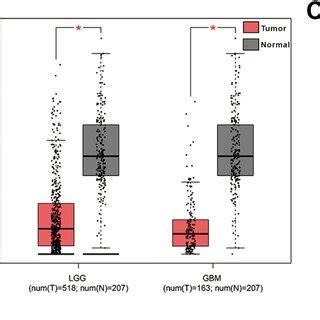 Linc Was Down Regulated In Human Glioma A Expression Levels Of