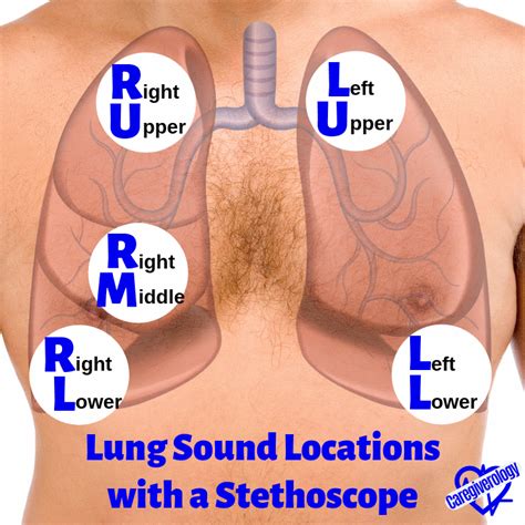 How to Use a Stethoscope - Caregiverology | Lung sounds, Nursing school ...