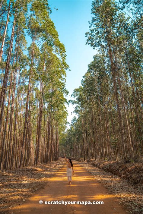 11 Best Things To Do in Cayenne, French Guiana - Scratch your mapa