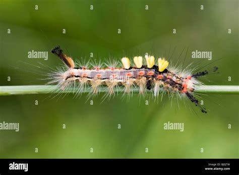 vapourer moth orgyia antiqua stock photo alamy