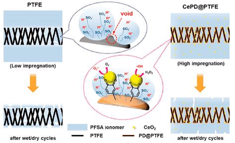 Schematic Diagram Of EPTFE Reinforced PEM Containing Ceria As FRS