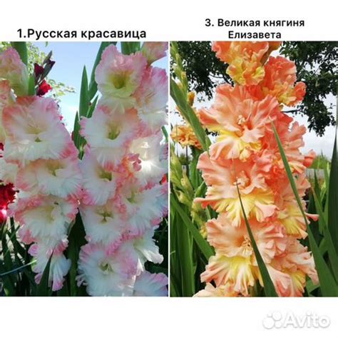 Гладиолусы сортовые купить в Самаре | Товары для дома и дачи | Авито