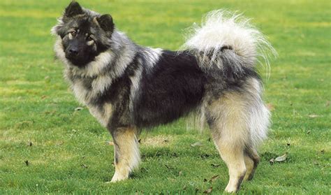 Eurasier Temperament Lifespan Shedding Puppy