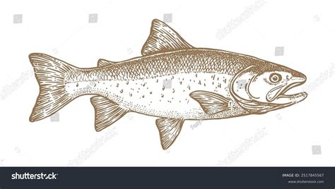 salmon fish seafood sketch vintage retro stock vector royalty